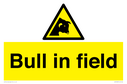 bull-in-field~